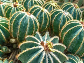 Notokaktus wspaniały - zdjęcie 5