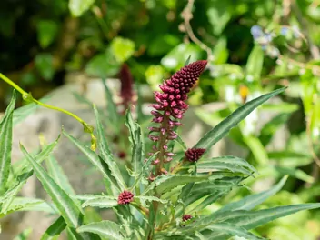 Ilustracja rośliny tojeść purpurowa