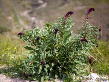 Tojeść purpurowa - zdjęcie 2