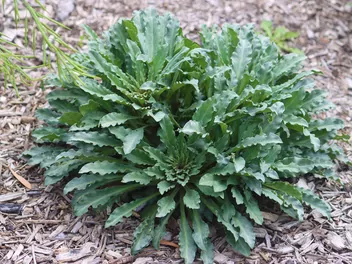 Tojeść purpurowa - zdjęcie 3