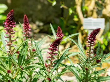 Tojeść purpurowa - zdjęcie 4