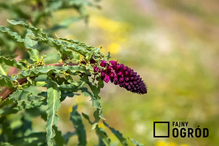 Tojeść purpurowa - zdjęcie 5