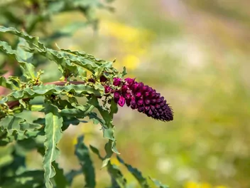 Tojeść purpurowa - zdjęcie 5