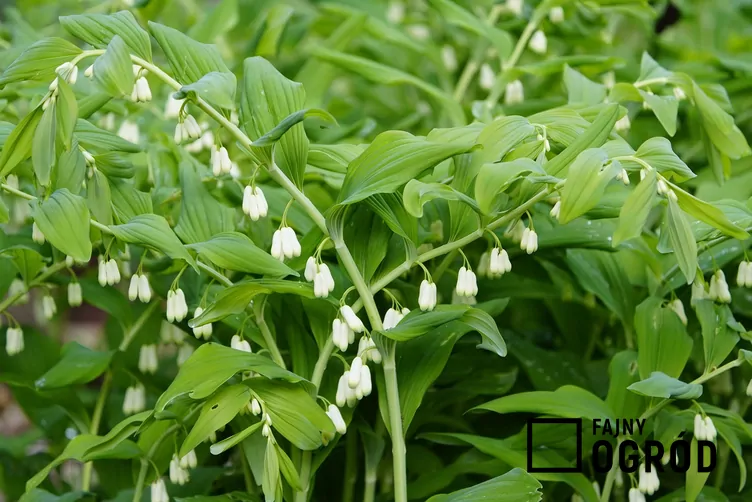 Kokoryczka olbrzymia