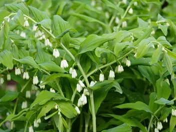 Kokoryczka olbrzymia - zdjęcie 2