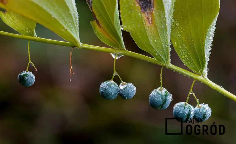 Kokoryczka olbrzymia