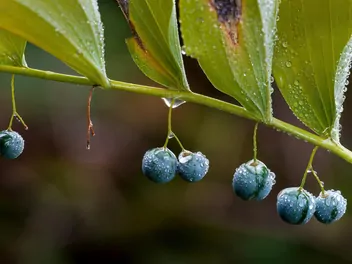 Kokoryczka olbrzymia - zdjęcie 3