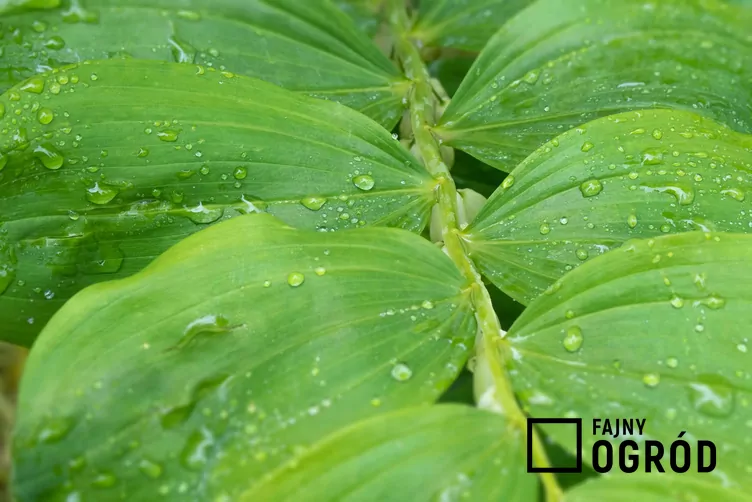 Kokoryczka olbrzymia