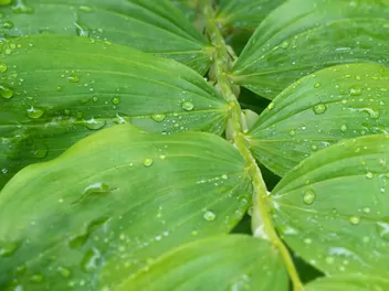 Kokoryczka olbrzymia - zdjęcie 4