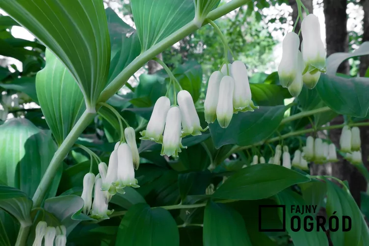 Kokoryczka olbrzymia - zdjęcie 5