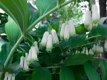 Kokoryczka olbrzymia - zdjęcie 5