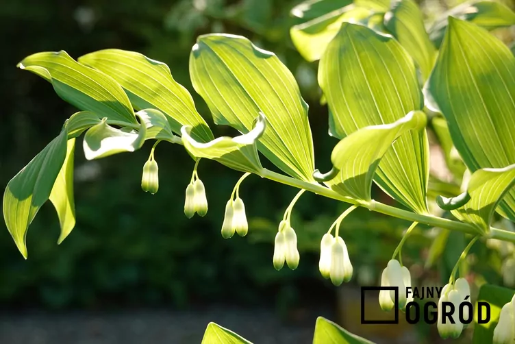 Kokoryczka olbrzymia