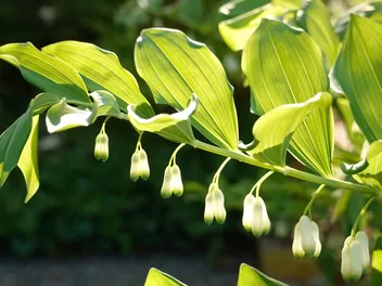 Ilustracja rośliny kokoryczka olbrzymia