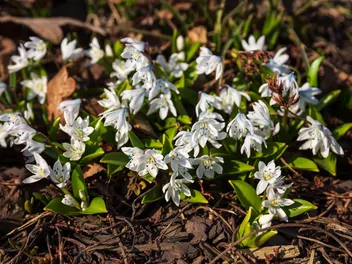 Cebulica syberyjska 'Alba' - zdjęcie 2
