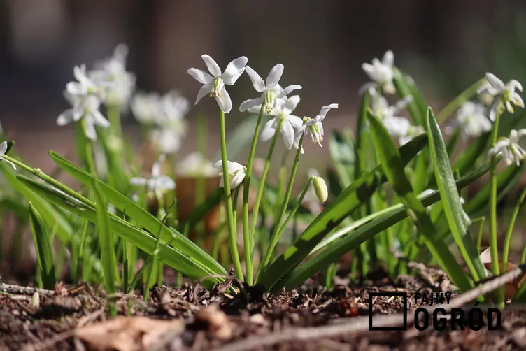 Cebulica syberyjska 'Alba'