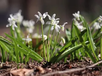 Cebulica syberyjska 'Alba' - zdjęcie 3