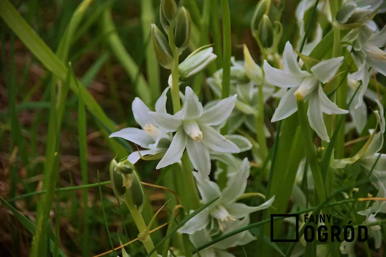 Cebulica syberyjska 'Alba'