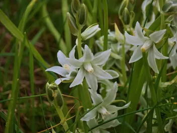 Cebulica syberyjska 'Alba' - zdjęcie 4