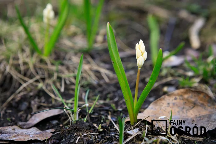 Cebulica syberyjska 'Alba' - zdjęcie 5