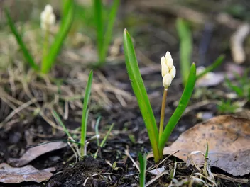 Cebulica syberyjska 'Alba' - zdjęcie 5