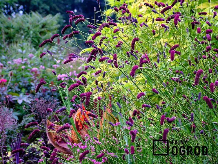 Krwiściąg delikatny