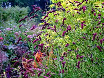 Krwiściąg delikatny - zdjęcie 2