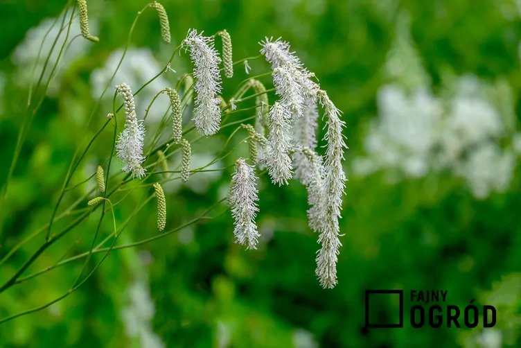 Krwiściąg delikatny