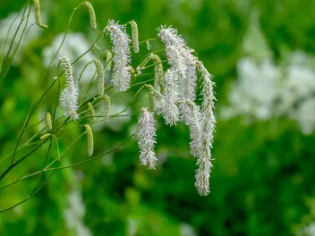 Krwiściąg delikatny - zdjęcie 3