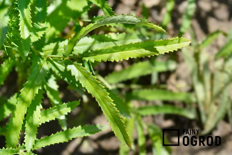 Krwiściąg delikatny