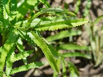 Krwiściąg delikatny - zdjęcie 4