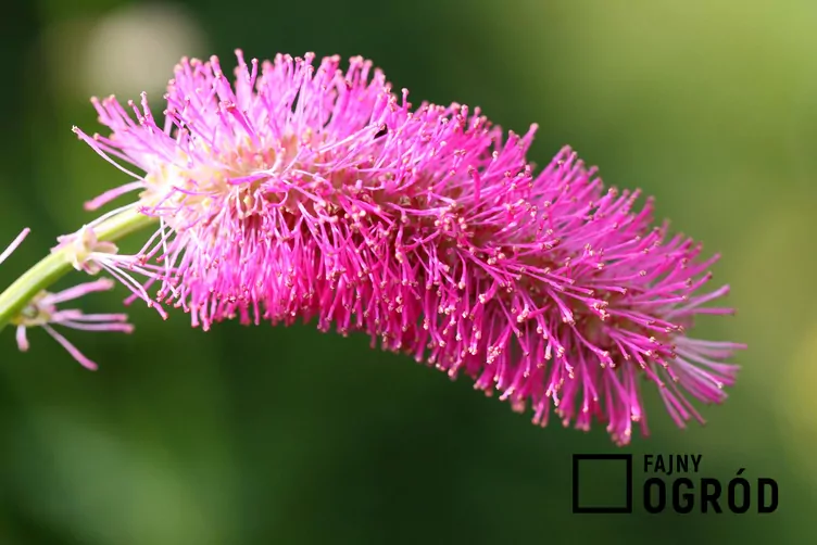 Krwiściąg delikatny - zdjęcie 5