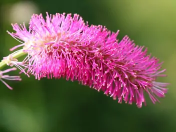 Krwiściąg delikatny - zdjęcie 5