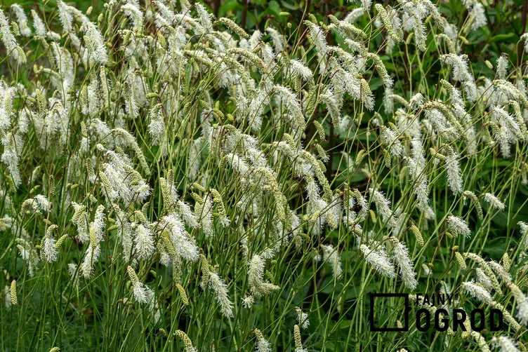 Krwiściąg delikatny