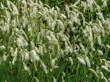 Ilustracja rośliny krwiściąg delikatny