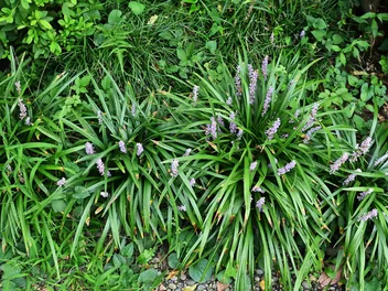 Liriope szafirkowata 'Big Blue' - zdjęcie 2