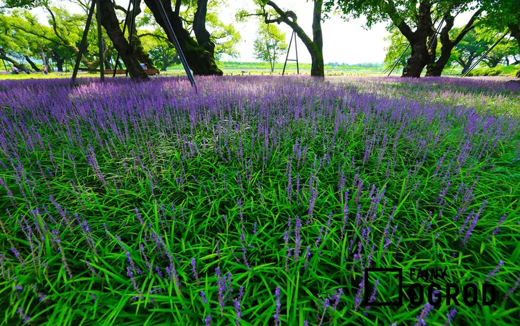Liriope szafirkowata 'Big Blue'