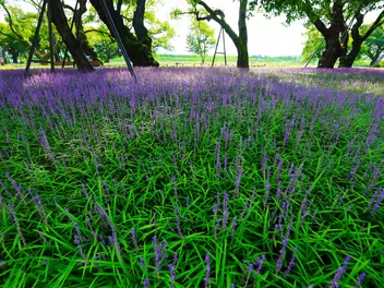 Liriope szafirkowata 'Big Blue' - zdjęcie 3