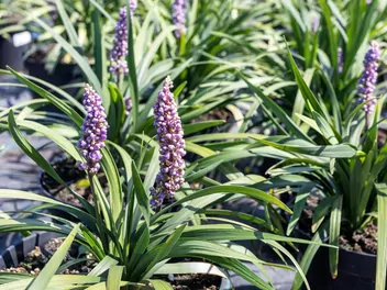 Liriope szafirkowata 'Big Blue' - zdjęcie 4