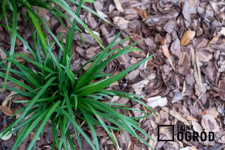 Liriope szafirkowata 'Big Blue' - zdjęcie 5