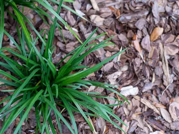 Liriope szafirkowata 'Big Blue' - zdjęcie 5