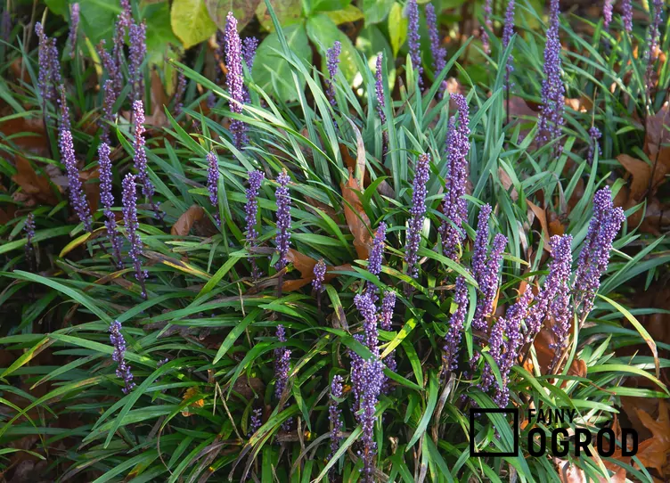 Liriope szafirkowata 'Big Blue'