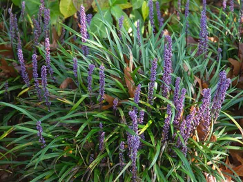 Ilustracja rośliny liriope szafirkowata 'big blue'