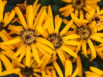 Języczka pomarańczowa 'Britt-Marie Crawford' - zdjęcie 2