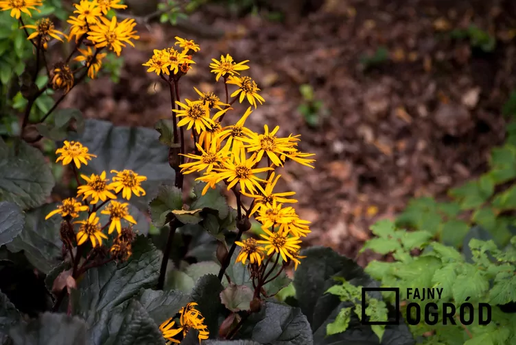Języczka pomarańczowa 'Britt-Marie Crawford'