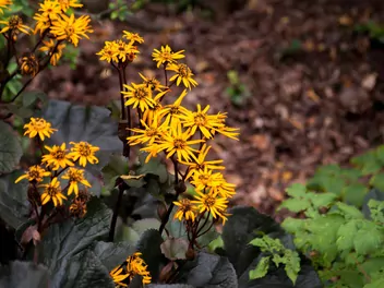Języczka pomarańczowa 'Britt-Marie Crawford' - zdjęcie 3