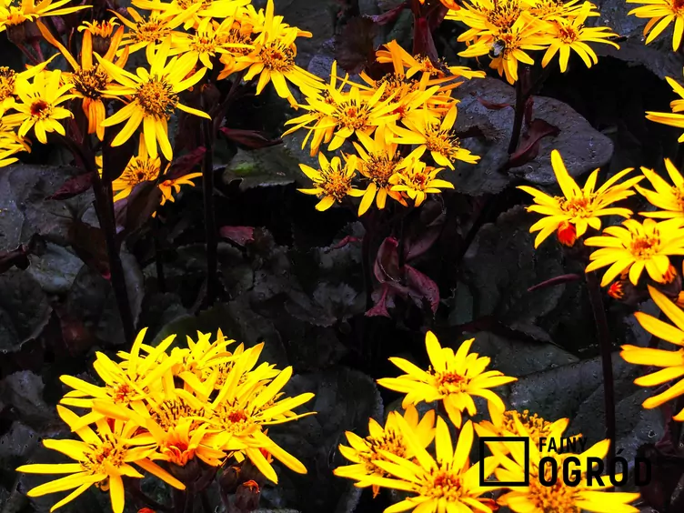 Języczka pomarańczowa 'Britt-Marie Crawford'