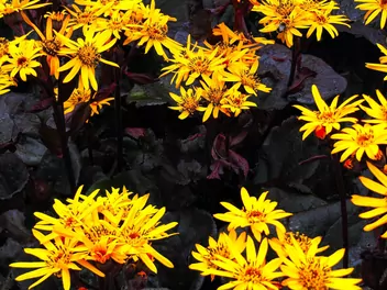 Języczka pomarańczowa 'Britt-Marie Crawford' - zdjęcie 4