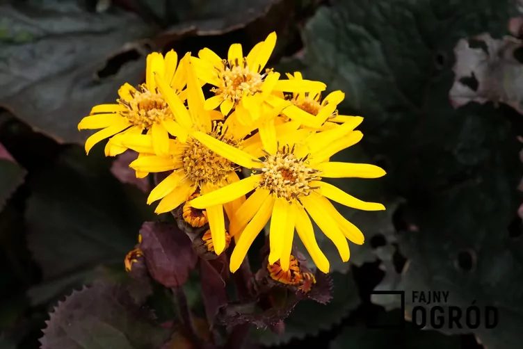 Języczka pomarańczowa 'Britt-Marie Crawford' - zdjęcie 5