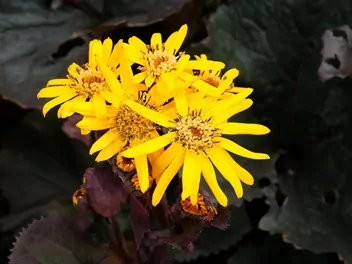 Języczka pomarańczowa 'Britt-Marie Crawford' - zdjęcie 5