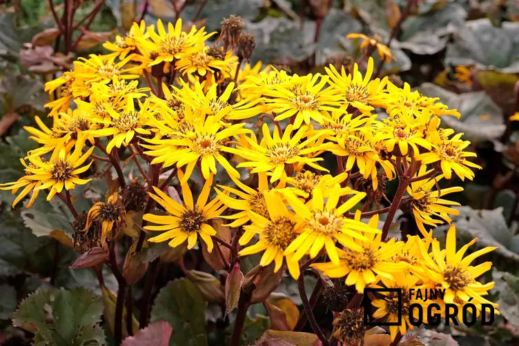 Języczka pomarańczowa 'Britt-Marie Crawford'